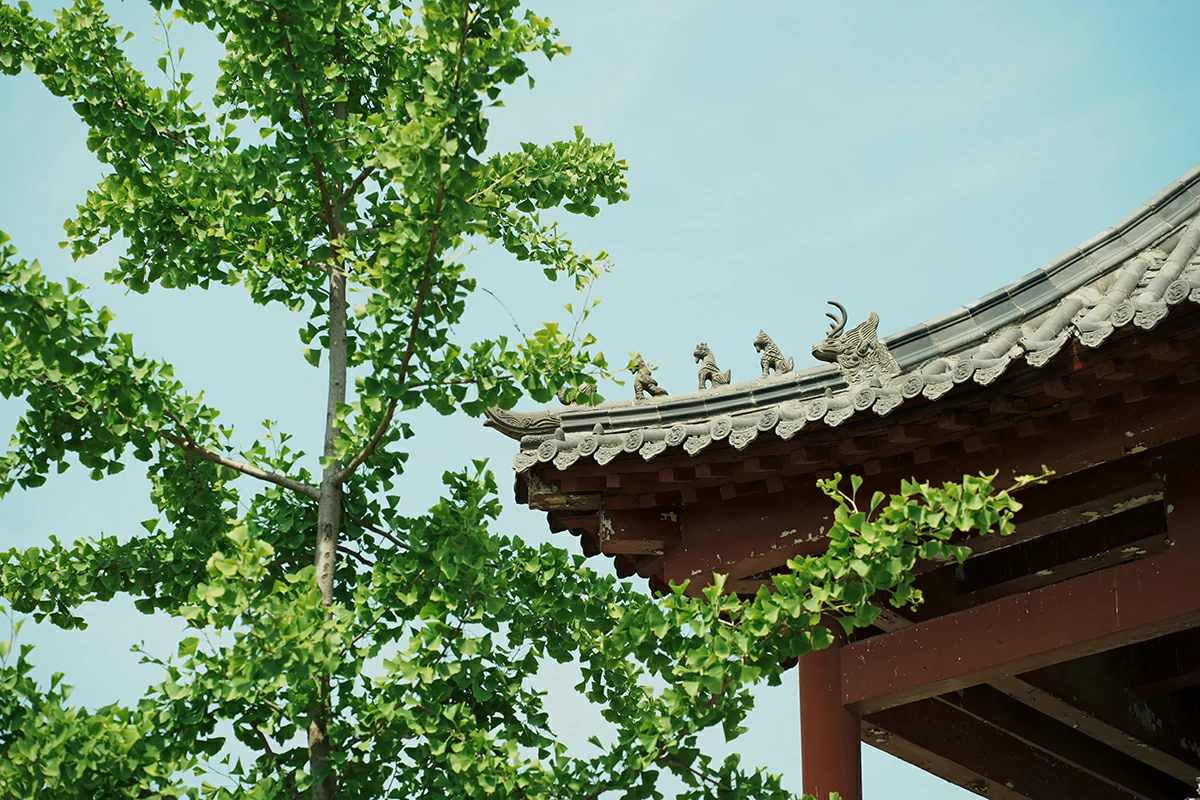 Green tree and traditional temple roof for Taoist culture page